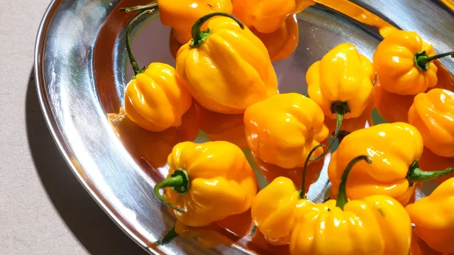 Salsa Shop: 10 years in